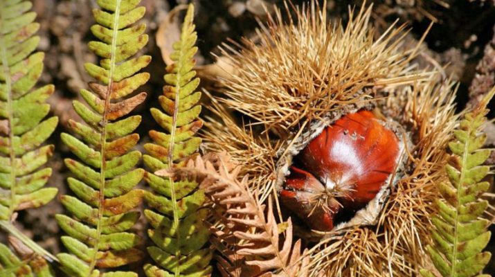 Foto Corsica, un autunno di gusto