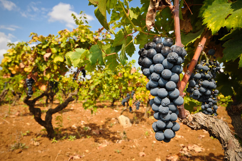 I vini della Puglia a Calici di Stelle