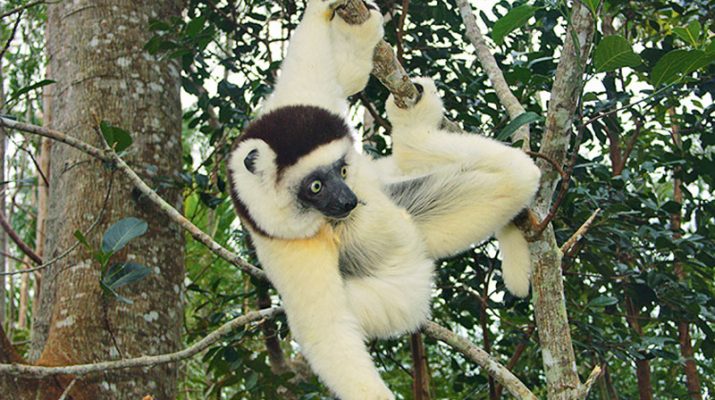 Foto Madagascar, il ritorno dei lemuri