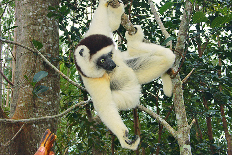 Madagascar, il ritorno dei lemuri