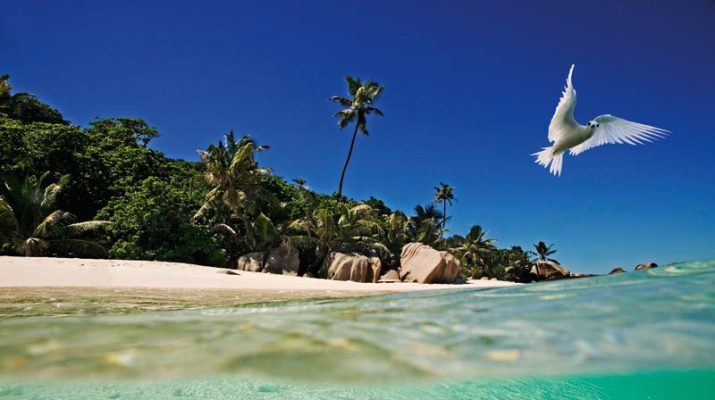 Foto Seychelles: mare da sogno