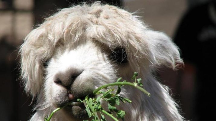 Foto Arequipa, la terra dell?alpaca