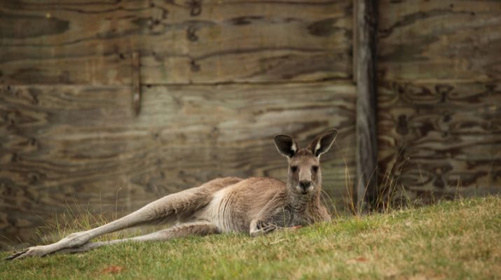Foto In Australia, sull?isola dei canguri