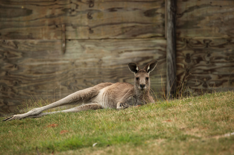 In Australia, sull?isola dei canguri