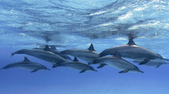 Foto Nuotando con i cetacei (e non solo)