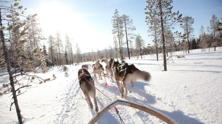 Foto Novelli Jack London in Finlandia, su una slitta trainata dagli husky