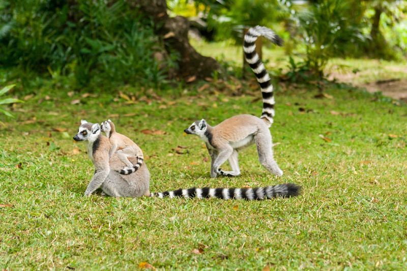 Madagascar, ritorno alla natura
