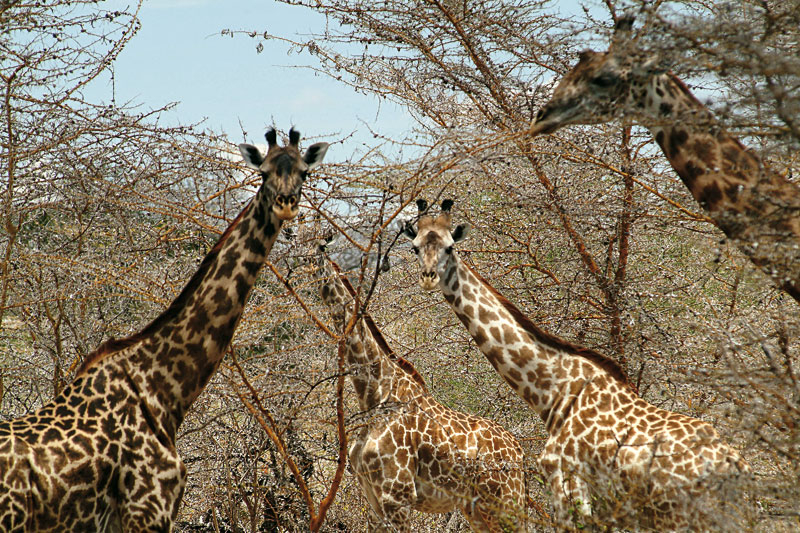 Botswana e Tanzania: safari sull?acqua