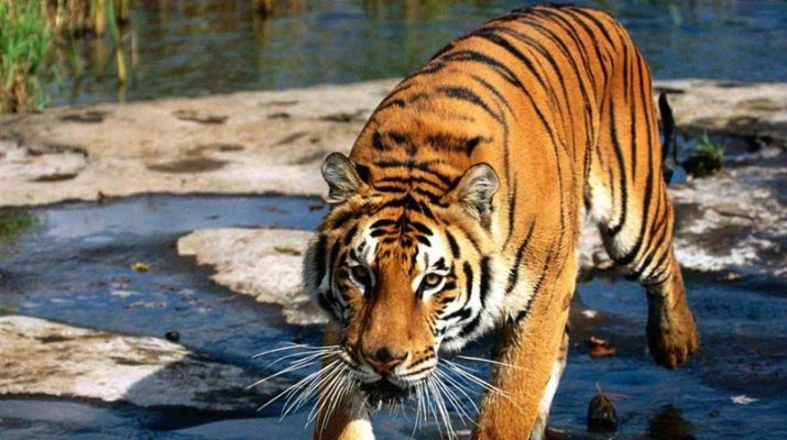 Foto India: sulle orme della tigre