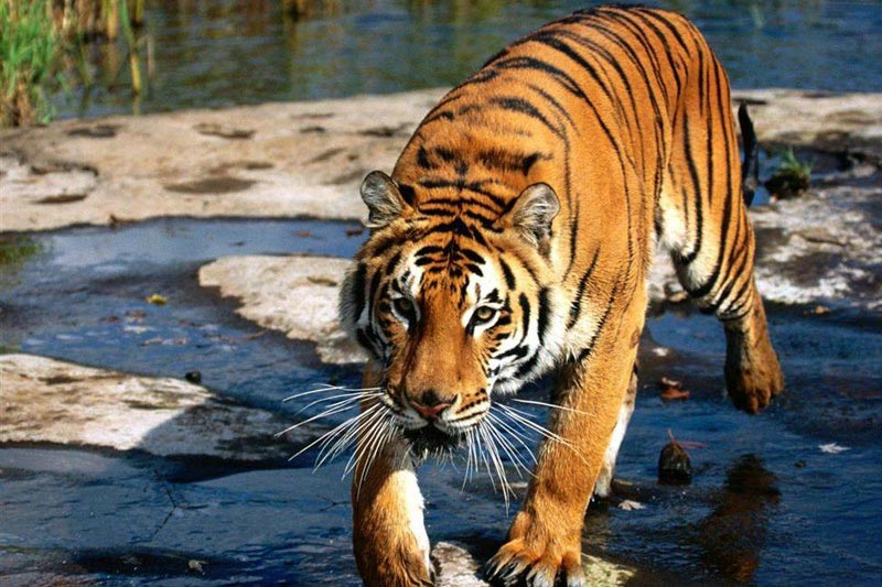 India: sulle orme della tigre