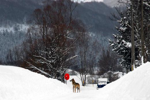 Abruzzo wild: sciare con i lupi