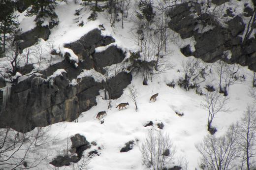 Abruzzo wild: sciare con i lupi
