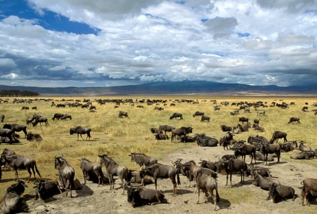 Mal d’Africa: la Tanzania dei grandi animali