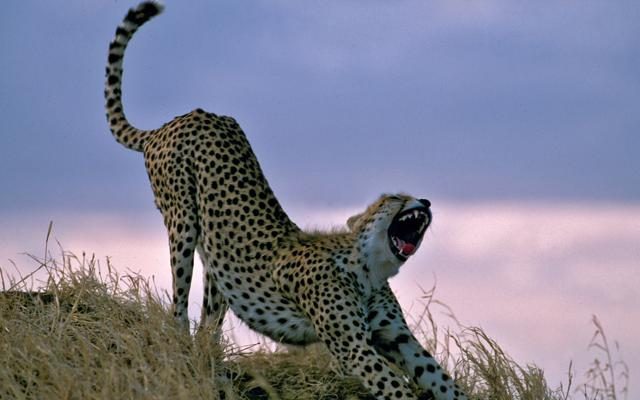Foto Mal d’Africa: la Tanzania dei grandi animali