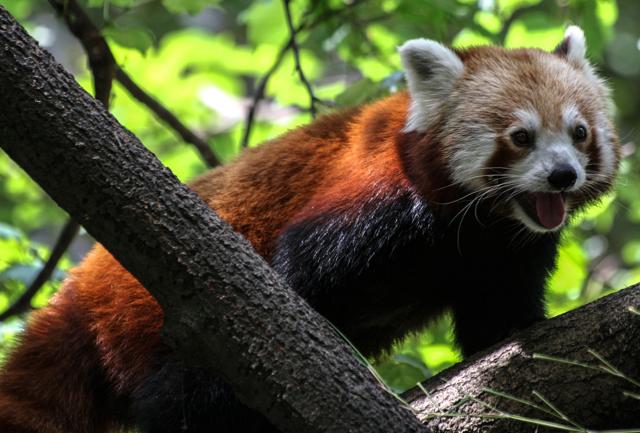 Torino: a caccia di panda rossi e di scoperte del gusto