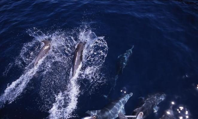 Foto Tuffi tra i delfini