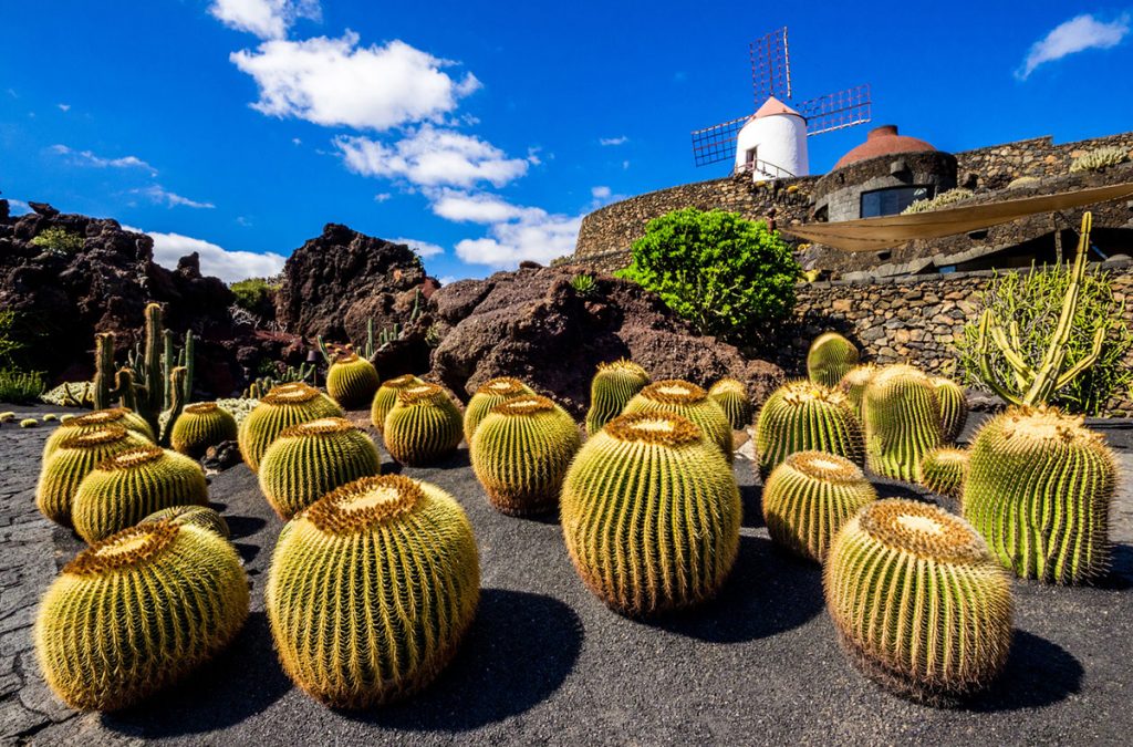 I cactus di Lanzarote