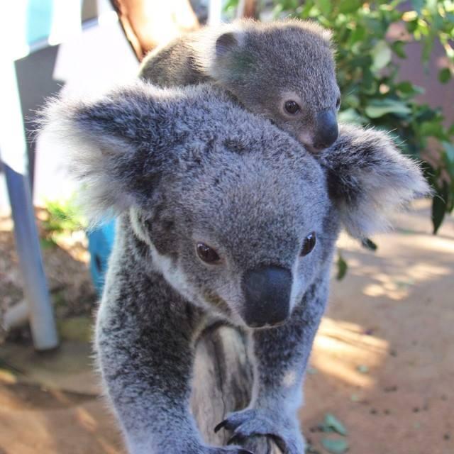 Risultati immagini per taronga zoo di sydney