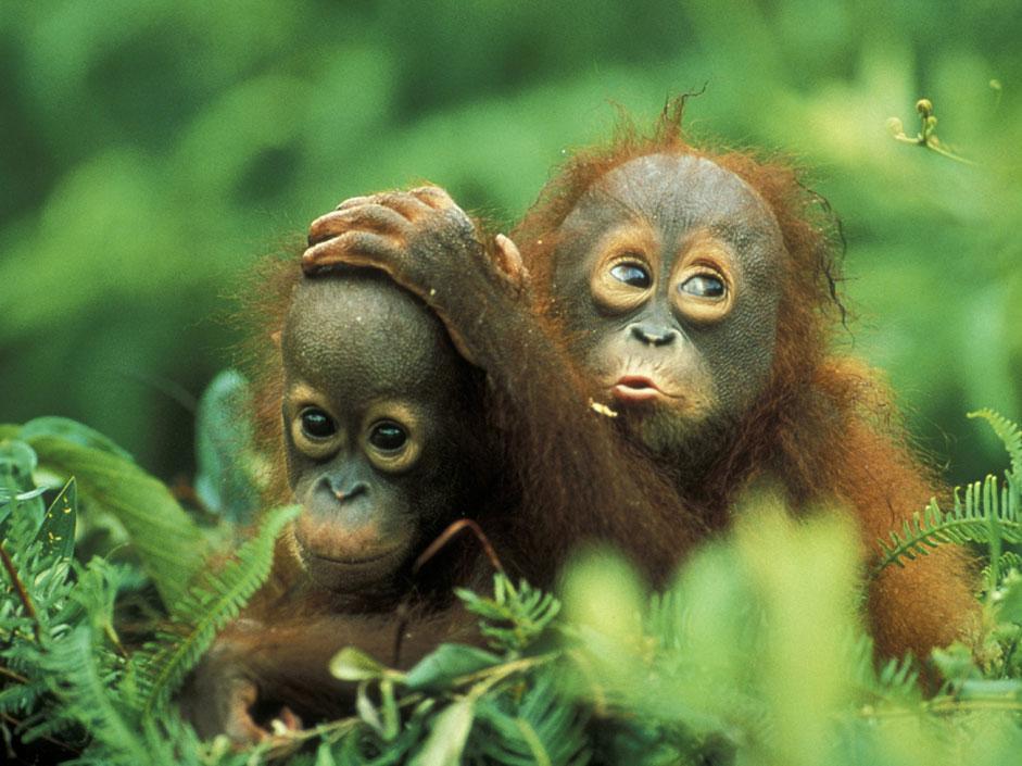 Foto Gli scimmiottini più simpatici