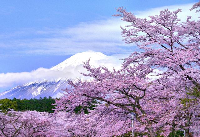 Ciliegi in fiore: 15 mete spettacolo per vederli (non solo in Giappone)