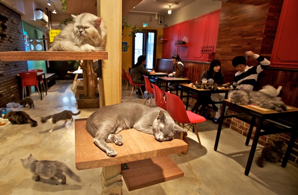 Foto Cat café: i bar per gli amanti dei gatti arrivano in Canada