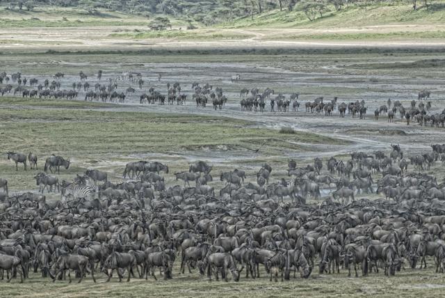 Savana show: la grande migrazione in Tanzania