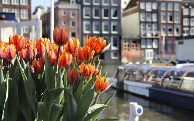 Foto Pazzi per i tulipani? 10 luoghi imperdibili in Olanda