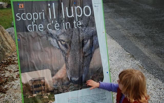 Caso Daniza: i big 10 della fauna italiana. E dove trovarli