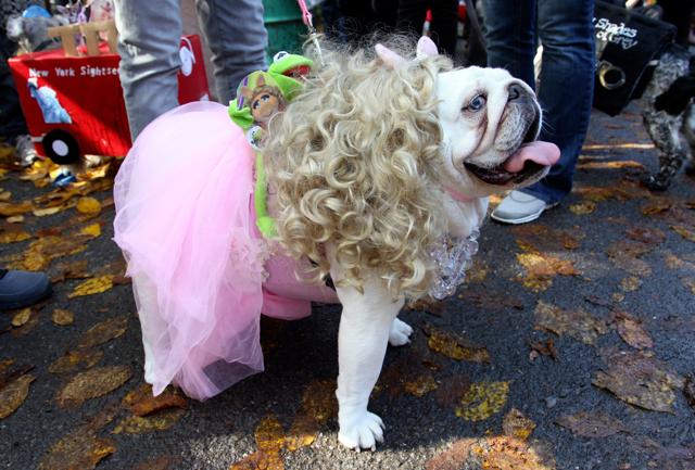 Carnevaleda cani