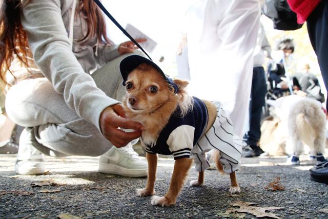 Carnevale: Vestiti per Cani - Tweedot blog