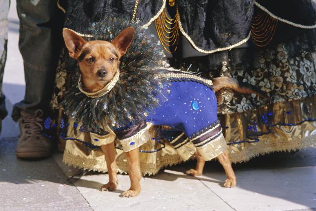 Carnevale: Vestiti per Cani - Tweedot blog