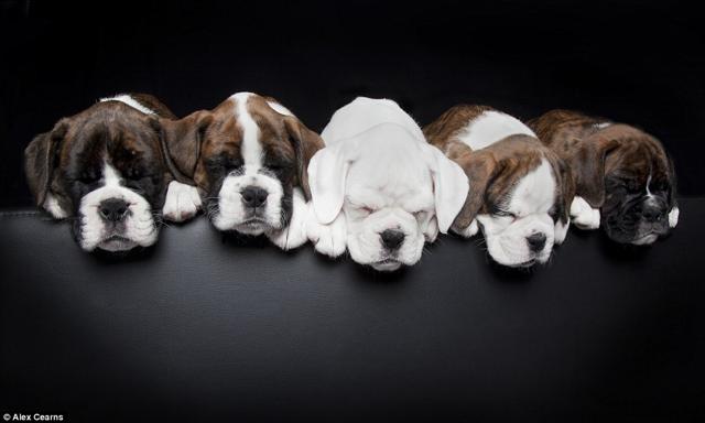 I cuccioli della fotografa giramondo:  20 scatti irresistibili