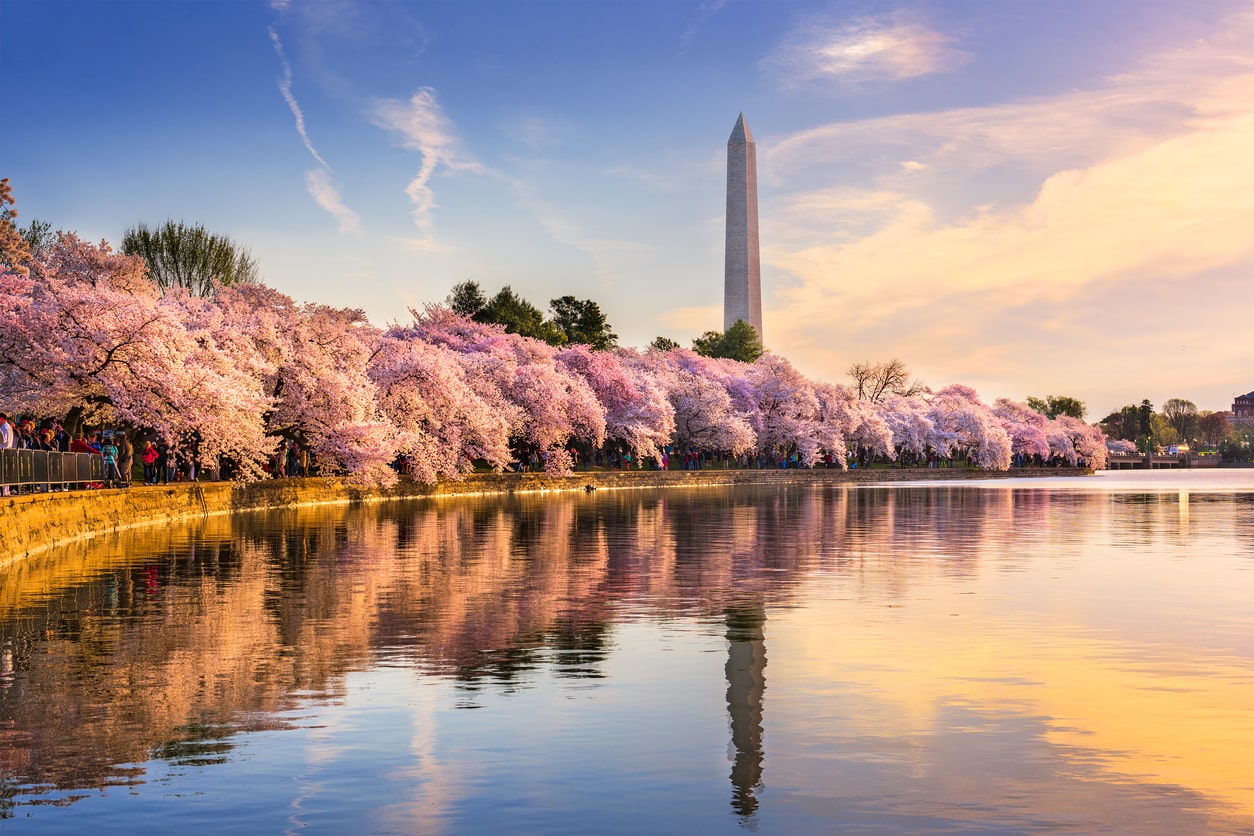 fioritura dei ciliegi Washington