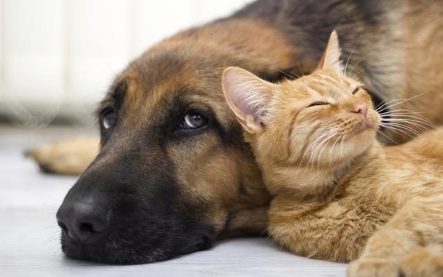 Foto Cani&gatti: io parto con loro
