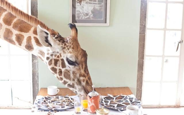 Foto A colazione con le giraffe