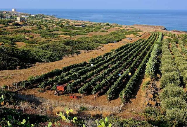 Mare Sicilia: Ustica di prima estate, tra  cale e lenticchie