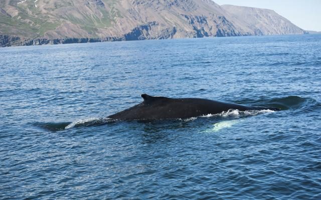 Foto Crolla la caccia alle balene: 10 mete per il  Whale Watching