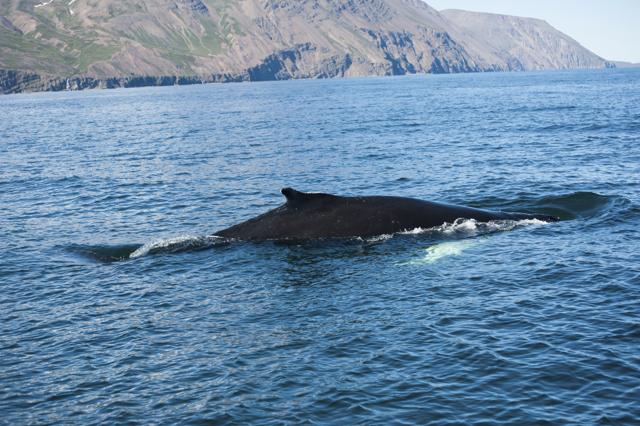 Crolla la caccia alle balene: 10 mete per il  Whale Watching