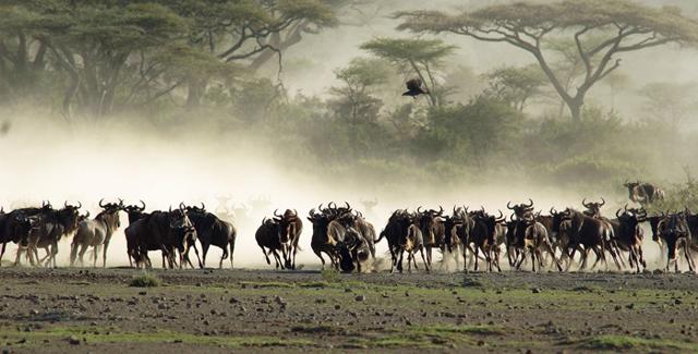 Savana show: la grande migrazione in Tanzania