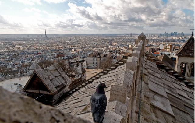 Parigi, Tallin, Siena: i tetti più belli del mondo