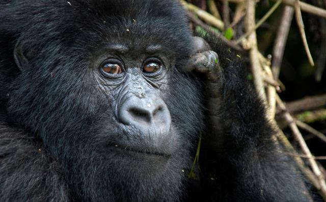 Foto Ruanda: incontro con  i gorilla