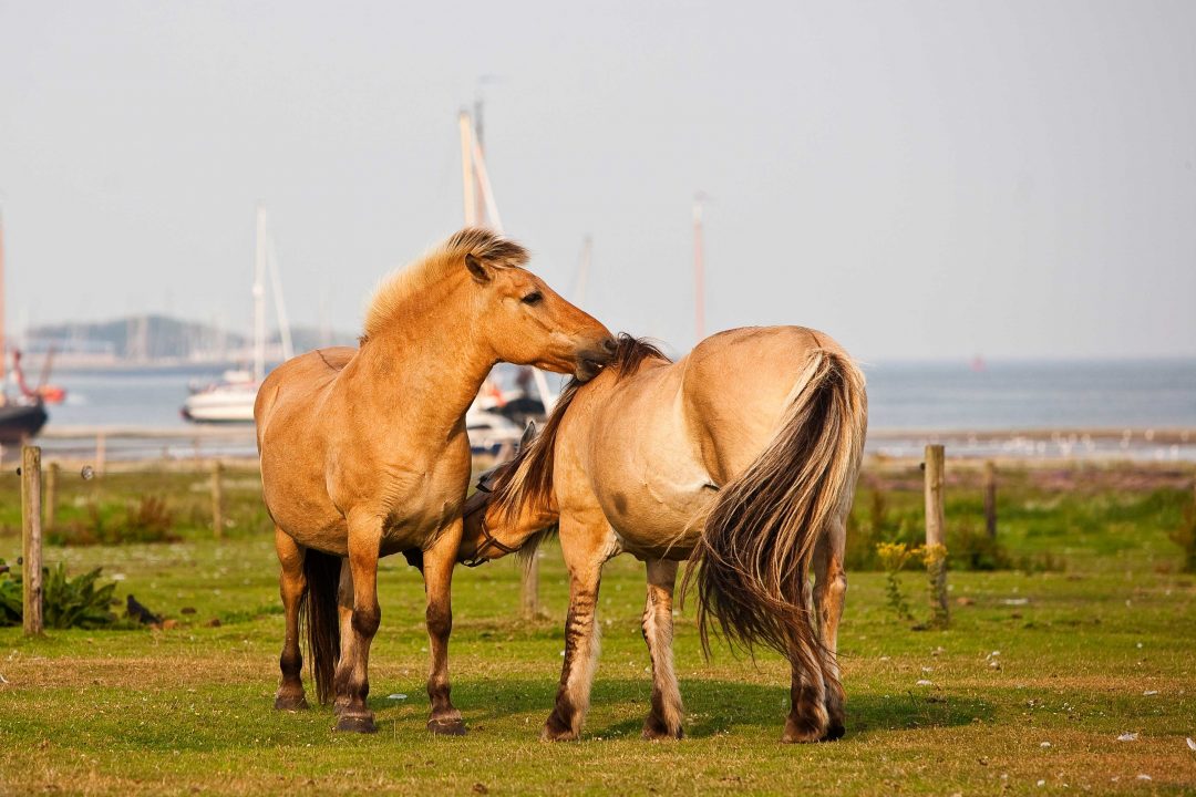 Frisia: in Olanda tra mulini, canali e dune di sabbia