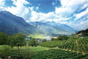 In vigna: 20 itinerari nell'Italia del vino