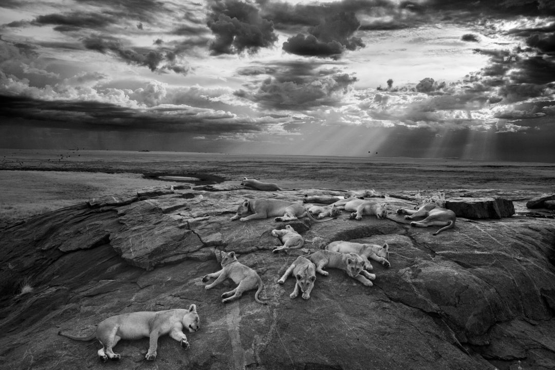 Lo spettacolo della natura in mostra a Milano