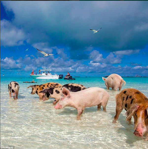 Pig Beach: in spiaggia con i maiali