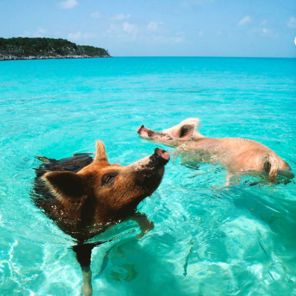 Pig Beach: in spiaggia con i maiali