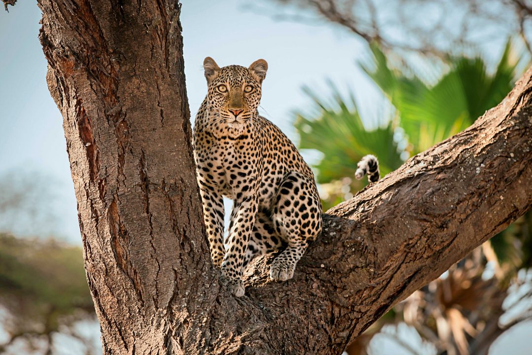 Tanzania autentica: safari nei parchi del Sud
