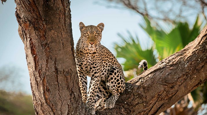 Foto Tanzania autentica: safari nei parchi del Sud