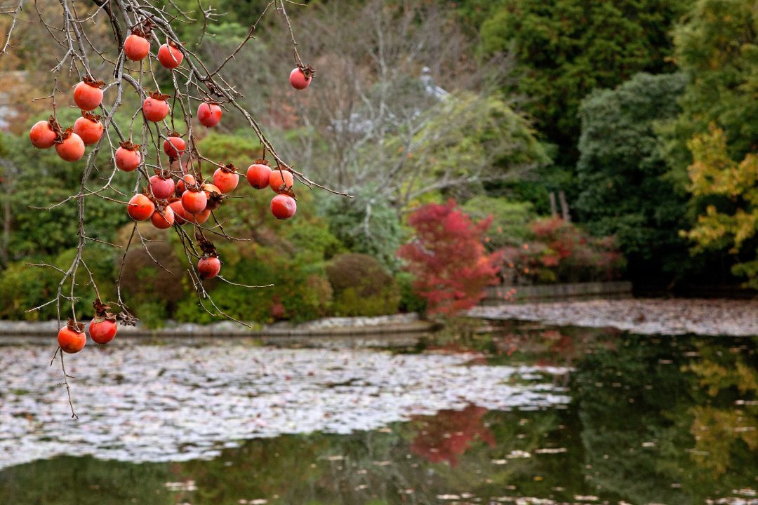 Giappone: nei giardini, tra natura e spiritualità