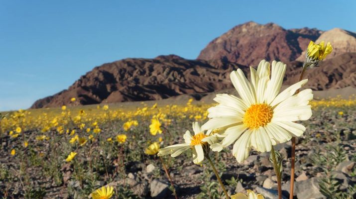Foto Fiorisce il deserto: spettacolo di colori nella valle più arida del pianeta